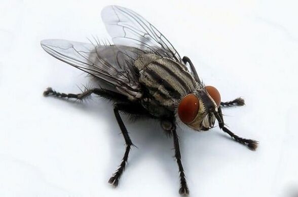 lidot kā cilvēka parazītu nesējs