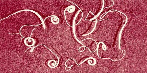 pinworms no cilvēka ķermeņa