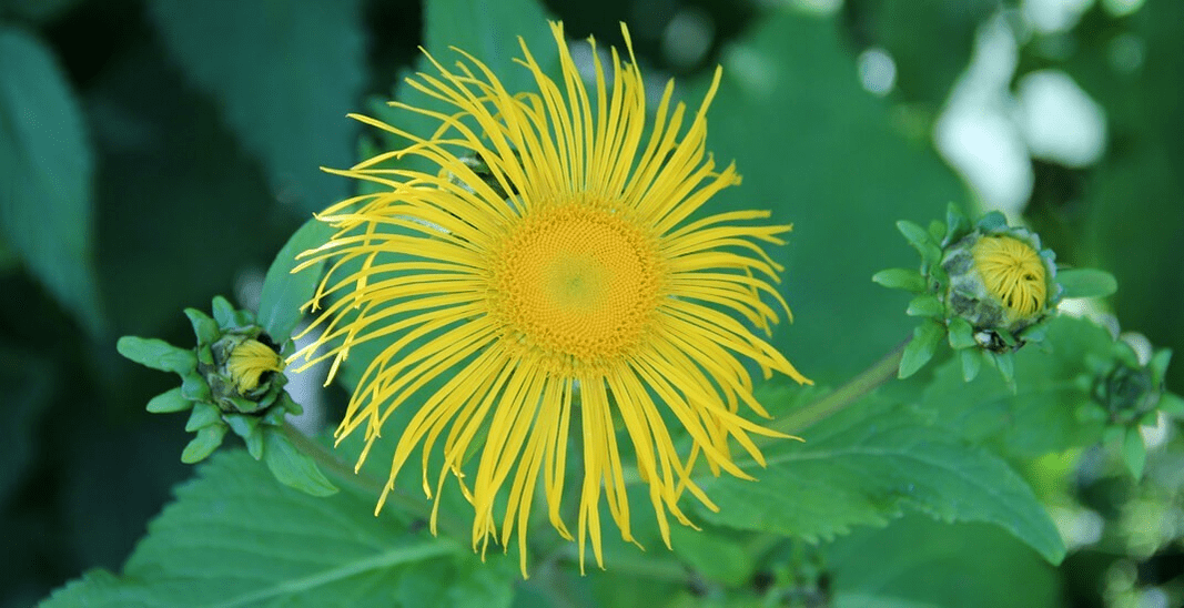 elecampane cīņā pret parazītiem