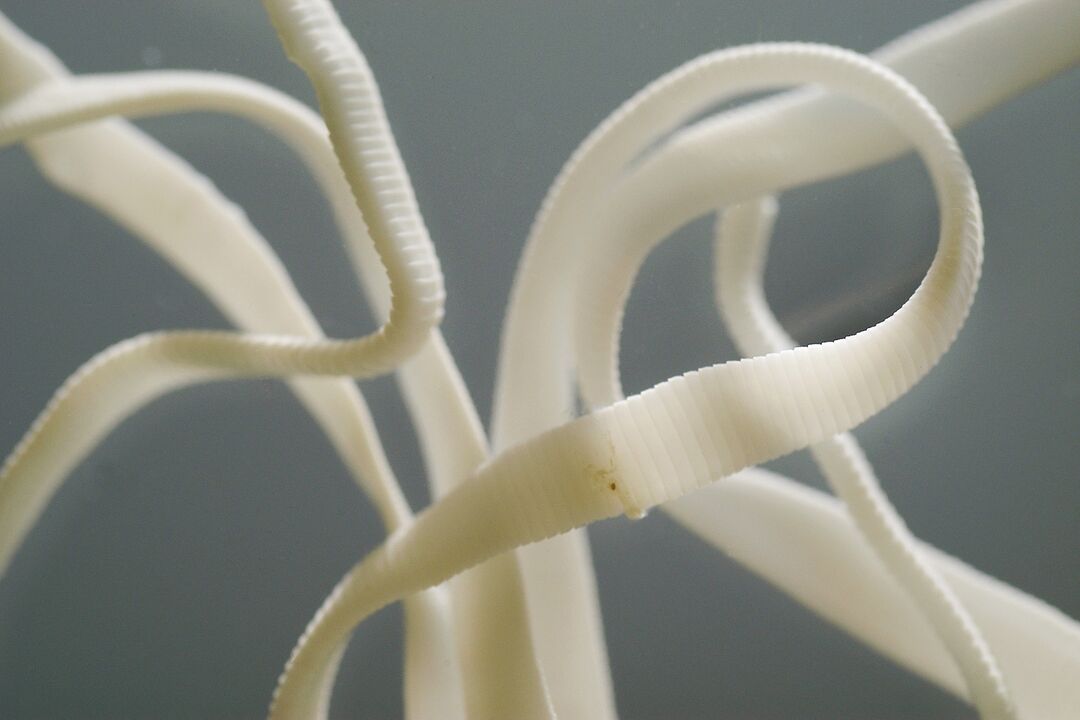 cilvēka apaļtārpu tārps