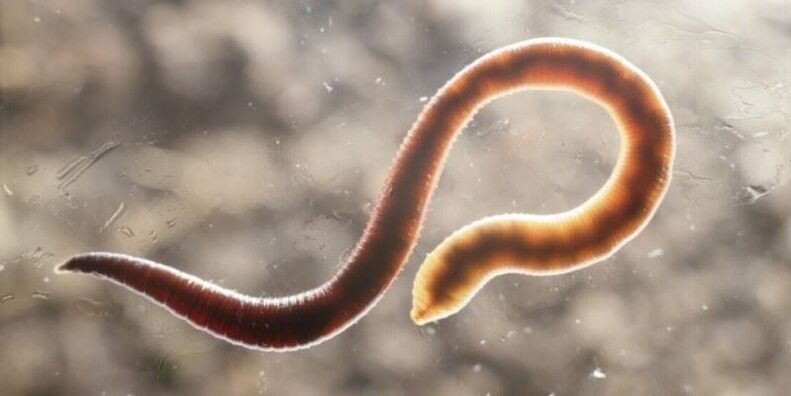 cilvēka pinworm tārps